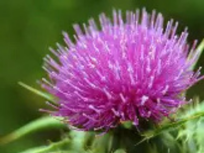 milk thistle